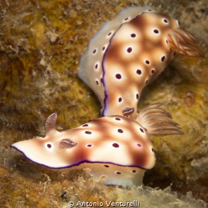 Hypselodoris
Cemetry Bay, Nha Trang by Antonio Venturelli 